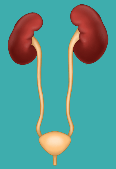 Urinary System Treatment in Mumbai