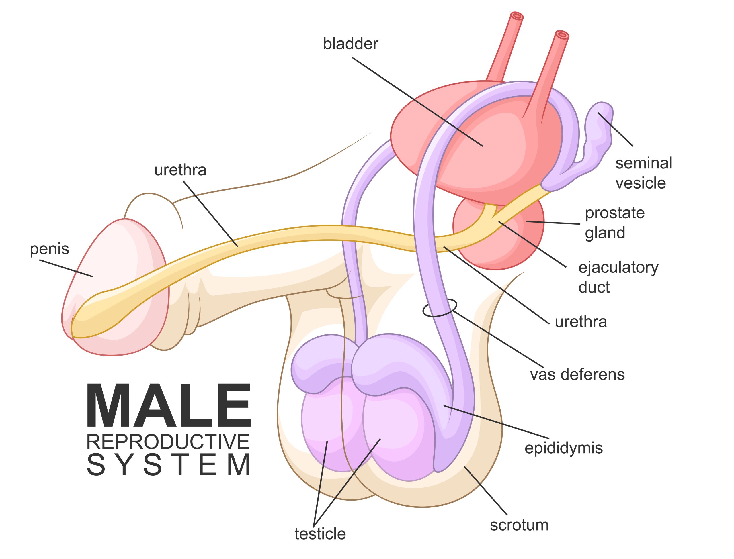 Male Infertility Treatment in Mumbai - a diagram showing male reproductive system