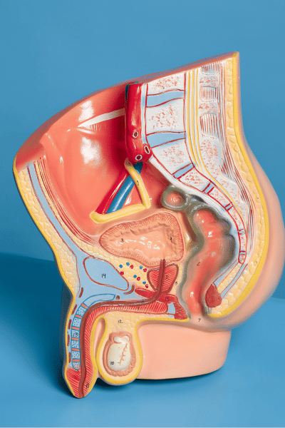 Male Reproductive System Treatment in Mumbai